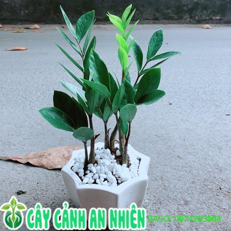 Chậu Cây Kim Tiền Thái