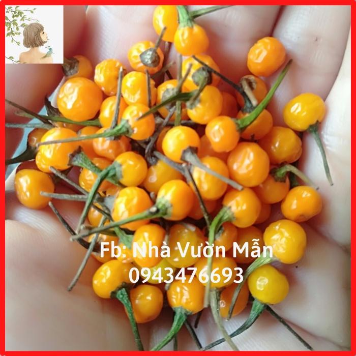 5 Hạt Giống Ớt Mắc Nhất Thế Giới Aji Charapita 570tr/kg Loại Ớt Ngon Và Đắt Nhất Thế Giới