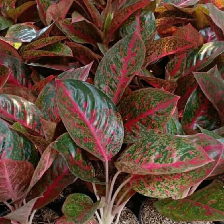 CHẬU CÂY NHƯ Ý,LOÀI CÂY SANG TRỌNG, QUÝ PHÁI, VƯỢNG TÀI LỘC CHO GIA CHỦ + Tặng 01 cây dâu da đất