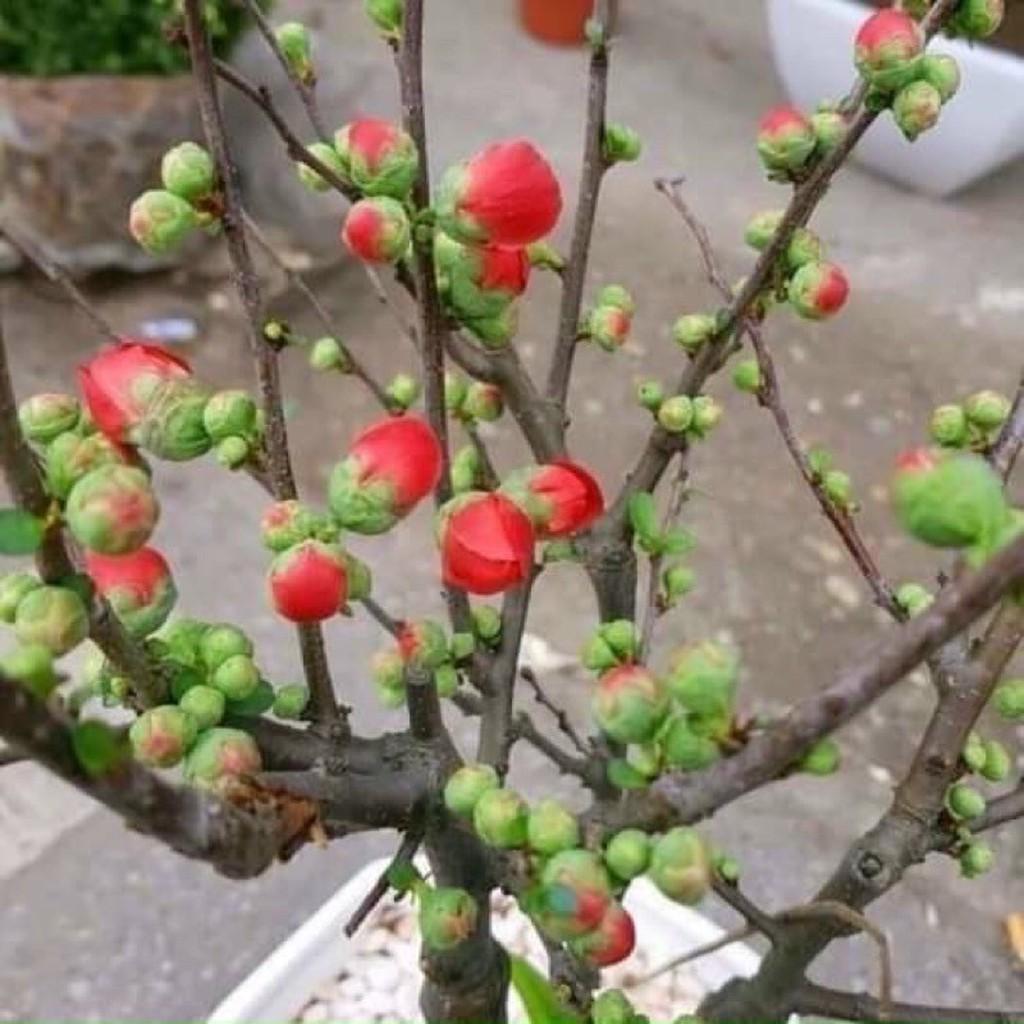 Cây Hoa Mai Đỏ - Siêu Nụ