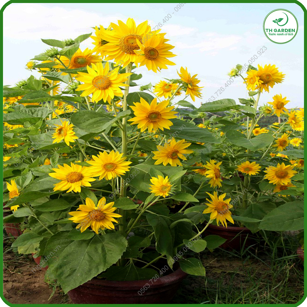 Hạt Giống Hoa Hướng Dương Tháp - Dòng Hoa Hướng Dương Siêu Nhiều Hoa, Hạt Giống Dễ Trồng Dễ Chăm Sóc, Hoa Thơm, Bền Màu, Lâu Tàn