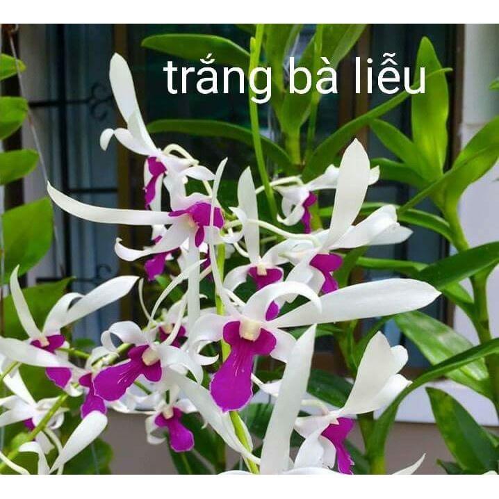 Cây giống DENDRO NẮNG BÀ LIỄU THƠM siêu thơm