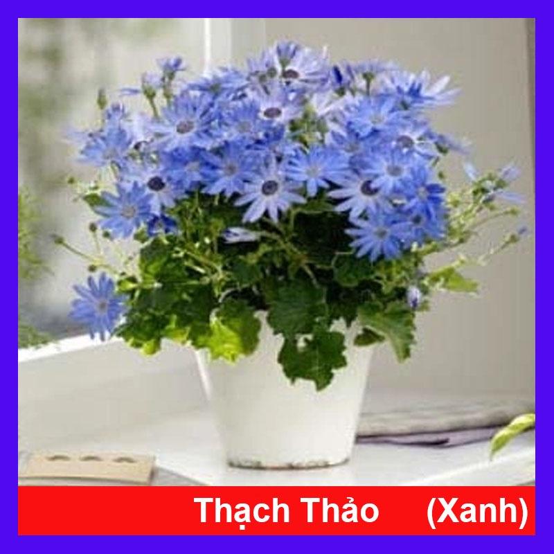 Cây Hoa Thạch Thảo (Xanh) - cây cảnh để bàn + tặng phân bón cho cây