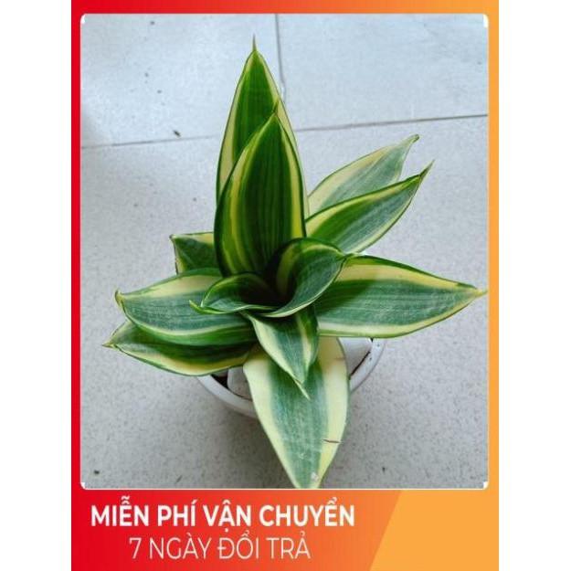 Chậu Lưỡi Hổ Thái Vàng