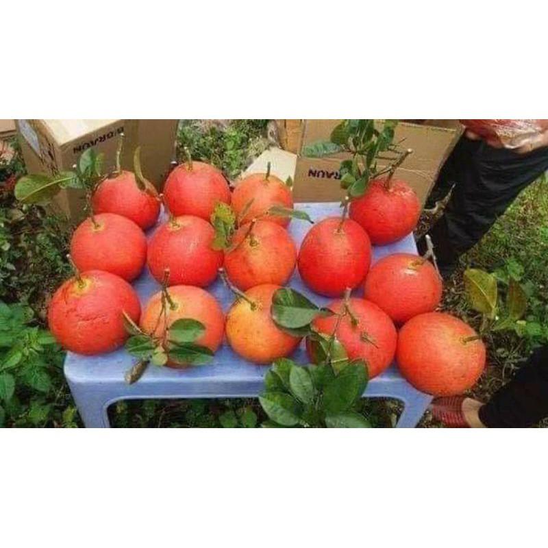 CÂY GIỐNG BƯỞI ĐỎ LUẬN VĂN