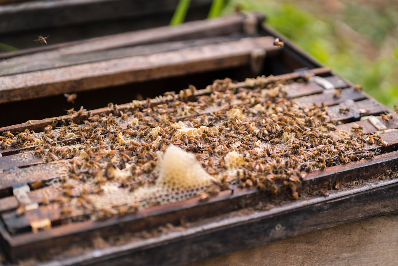 Mật ong rừng sữa chúa – Rừng Nhiệt Đới chai 360g có vị ngọt đậm thơm hương sữa ong chúa