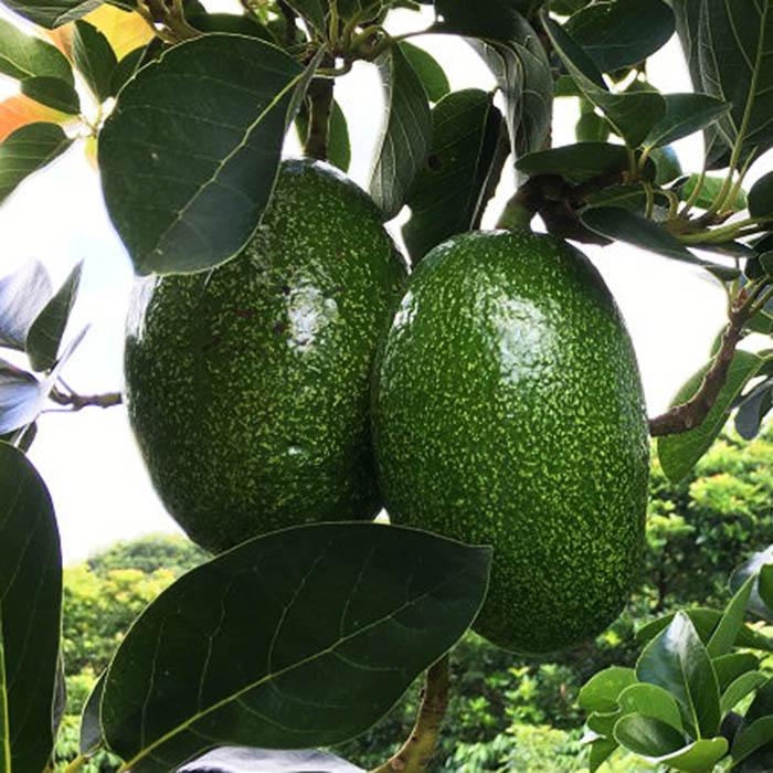 CÂY GIỐNG BƠ CUBA TRÁI TO
