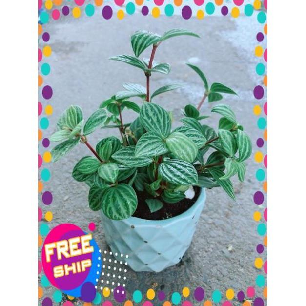 Chậu Cây Kim Cương Hột Xoàn