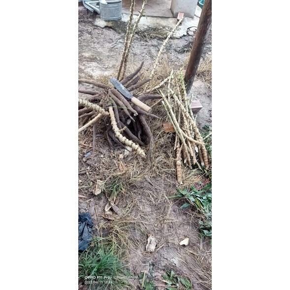 CÂY GIỐNG KHOAI SĂN RUỘT VÀNG