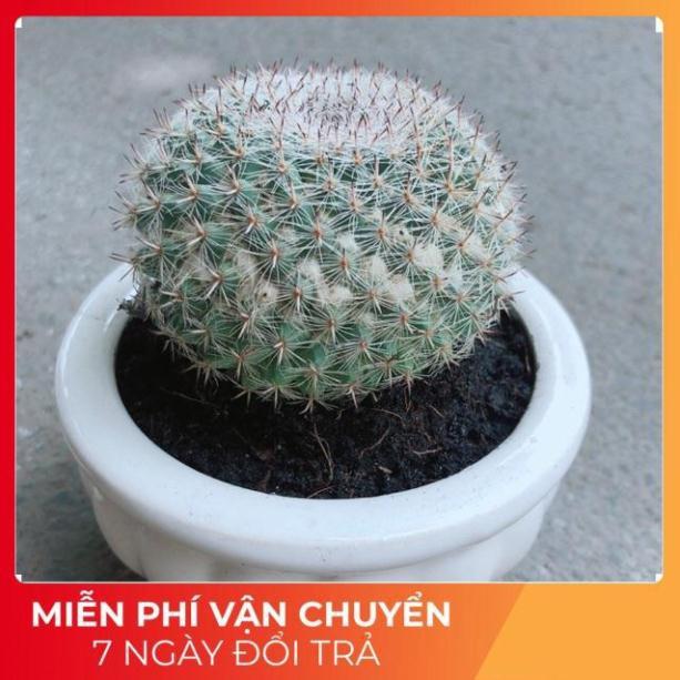 Chậu Xương Rồng Bánh Sinh Nhật