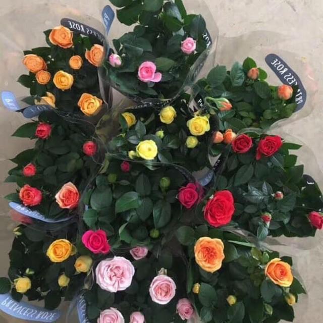 Hạt Giống Hồng Siêu Nụ F1 Mix nhiều màu sắc hoa Nở Siêu Đẹp & Dễ Trồng