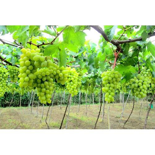 CÂY GIỐNG NHO XANH NINH THUẬN CHUẨN GỐC, SIÊU QUẢ , SIÊU NGON, SIÊU KINH TẾ, CAM KẾT GIỐNG CHUẨN F1 - CGNXNT