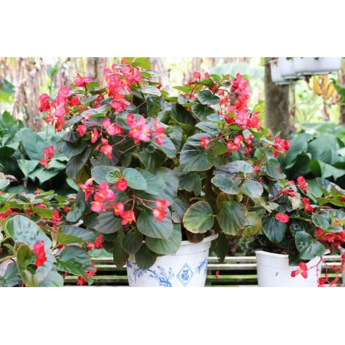 THU HẢI ĐƯỜNG,THU HẢI ĐƯỜNG-CHẬU ĐANG HOA - kh14dl