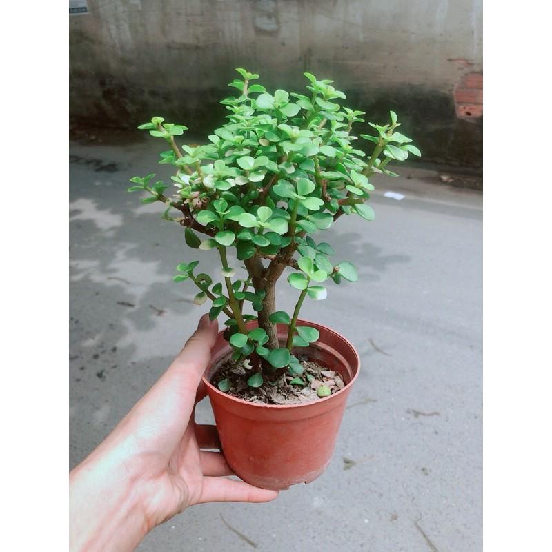 Cây Cành Vàng Lá Ngọc