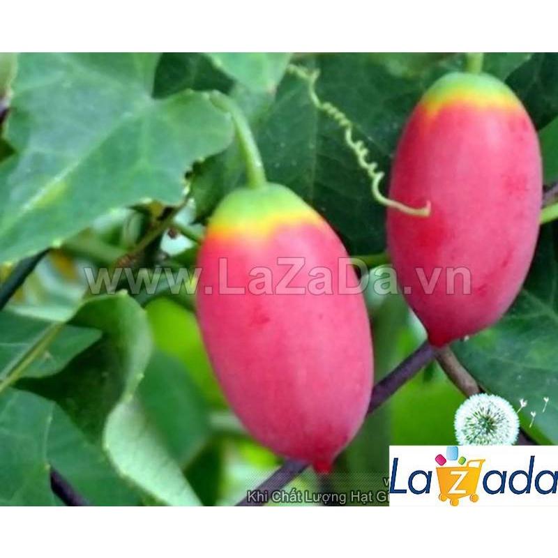 Hạt Giống Cây Bình Bát Dây Dây Bát Mãng Bát a1
