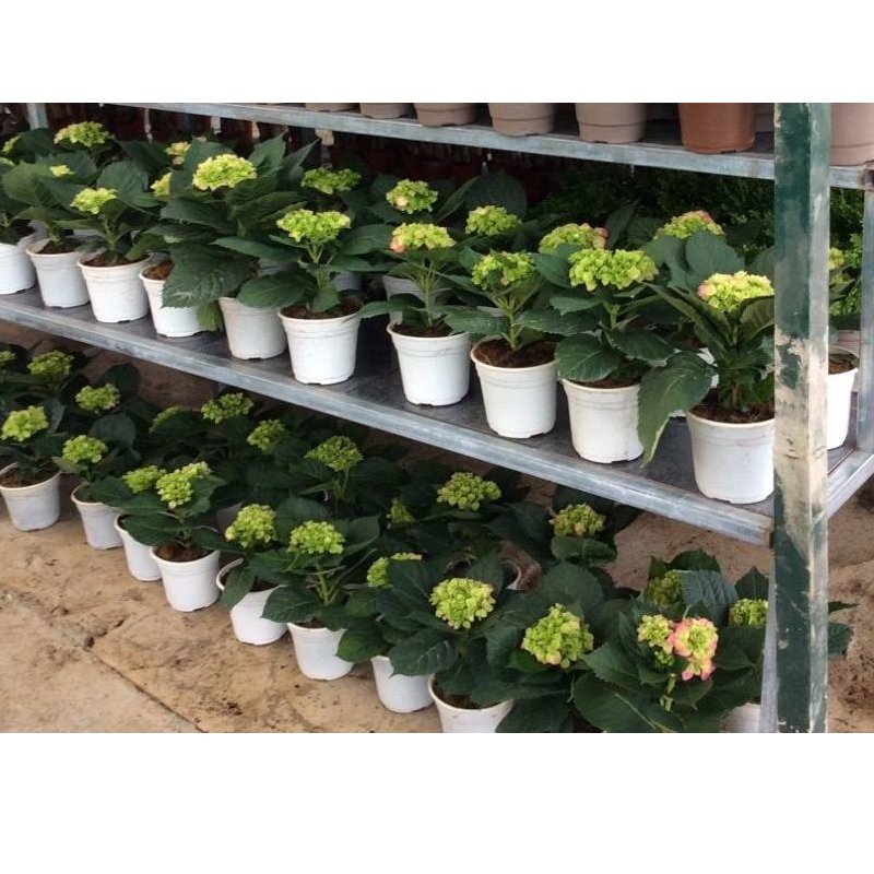 200 cái Chậu nhựa nâu N18x15cm trồng cây ăn trái và hoa,bền đẹp-77428