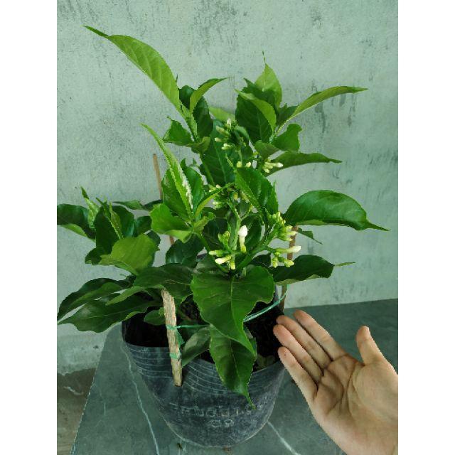 Cây hoa lài tây - Cây cảnh sân vườn + tặng phân bón cho cây