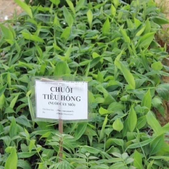 Combo 2 cây chuối tiêu hồng cấy mô cao 15-20 cm