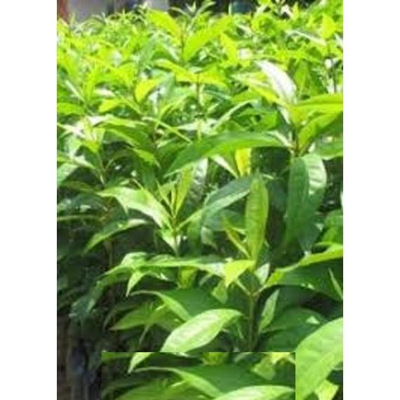 Cây Nhội Giống To Khỏe - 2cây a11