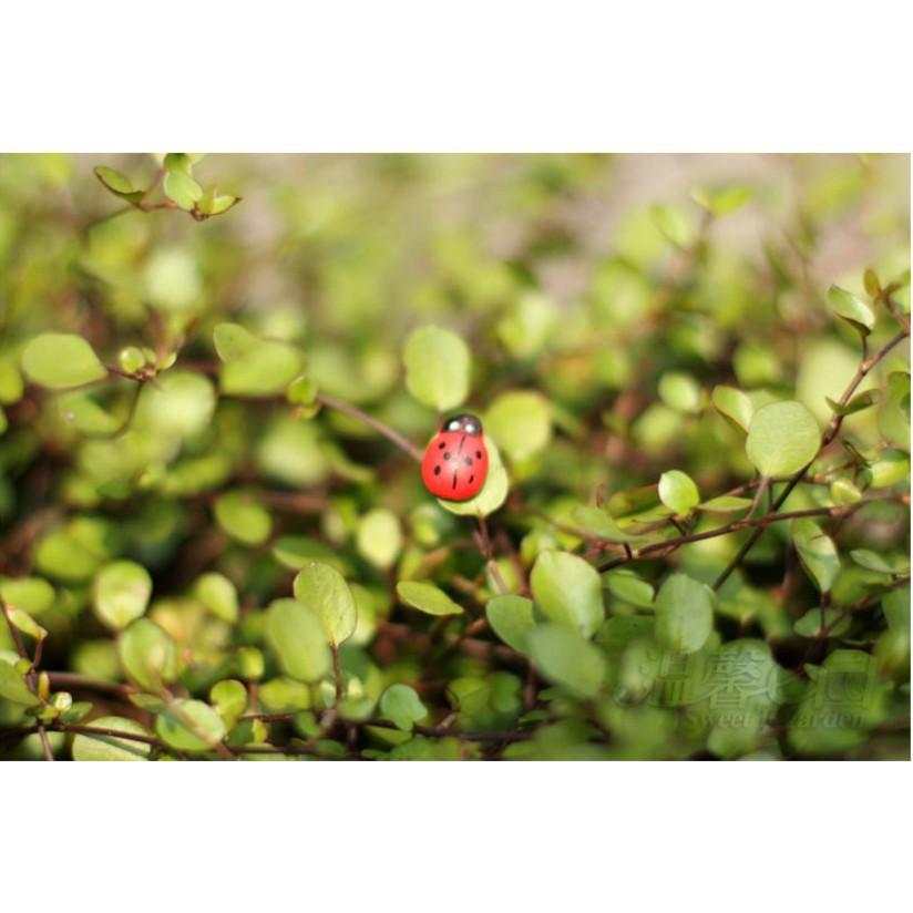 Combo 05 mô hình bọ dừa Ladybug trang trí công trình bonsai, miniature, tiểu cảnh