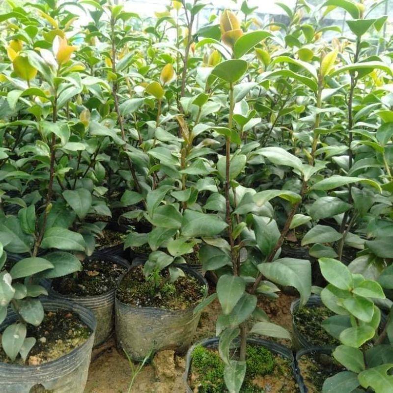 Trà mi bầu giống trồng tết có hoa