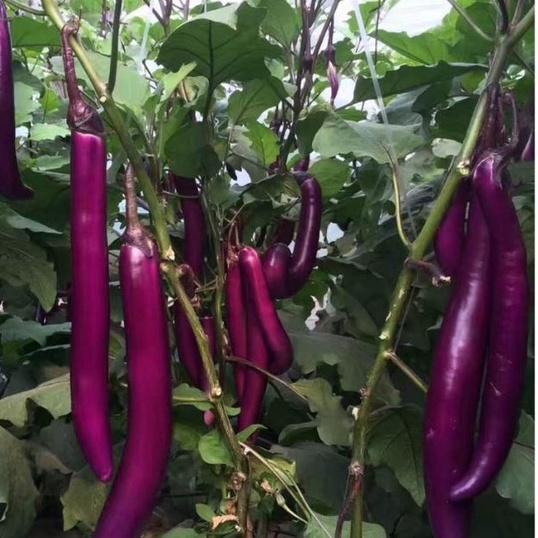 Combo 3 gói hạt giống cà tím trái siêu dài f1 -1 gói 2 gram-tặng kèm gói phân bón lót