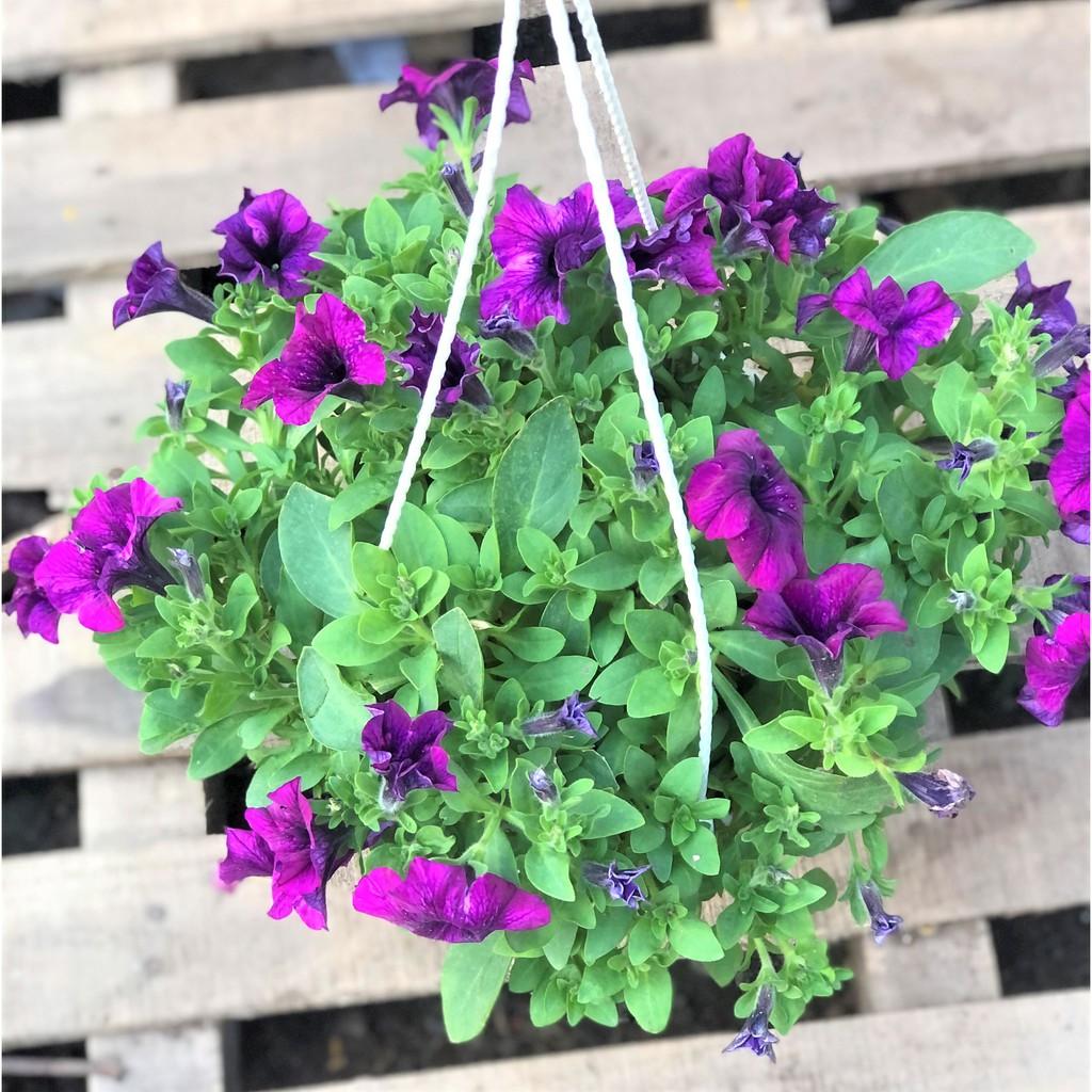 Chậu treo hoa Dạ Yến Thảo DYT 5