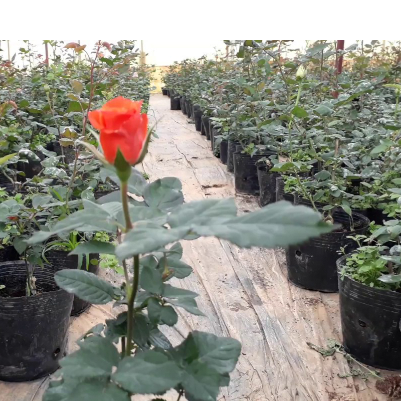 100 Chậu nhựa C9 21.5x17.5cm trồng cây ăn trái và hoa,bền 10 năm -77121