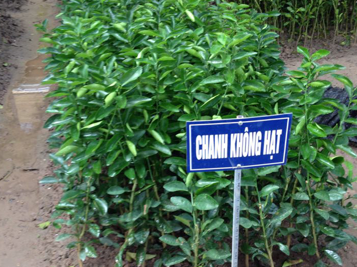 COMBO 3 CÂY GIỐNG CHANH KHÔNG HẠT DÒNG QUẢ CHÙM SIÊU NĂNG SUẤT, CAM KẾT GIỐNG CHUẨN