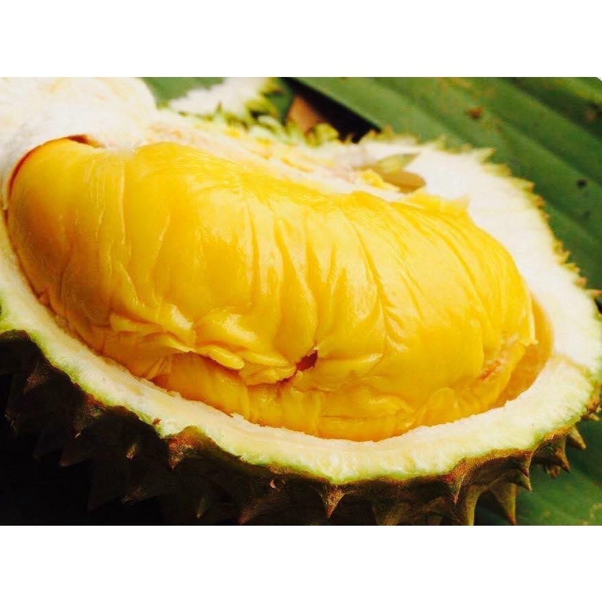 Cây giống Sầu Riêng Musang King cây ghép .