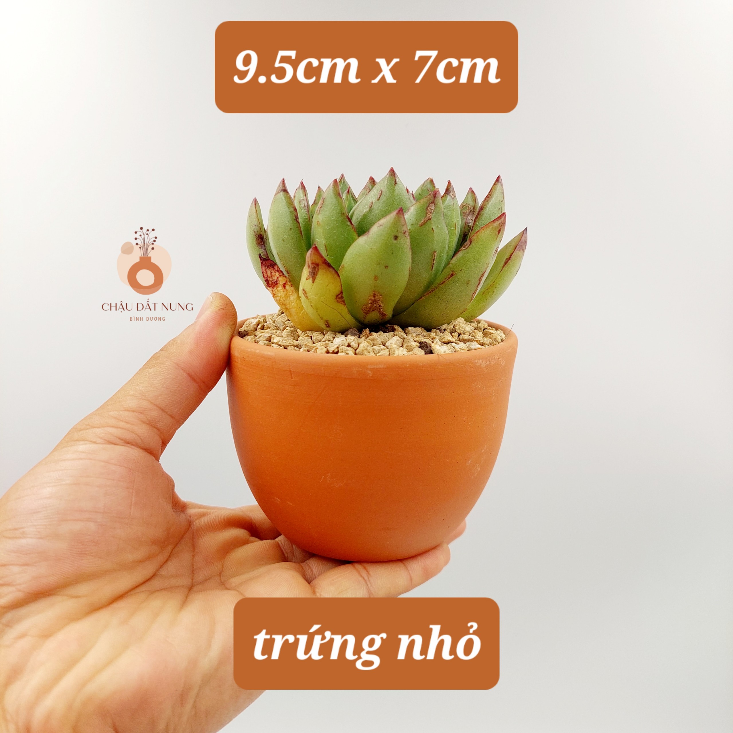 Chậu đất nung, chậu sen đá - Trứng nhỏ 957, miệng chậu 9.5cm, chiều cao 7cm