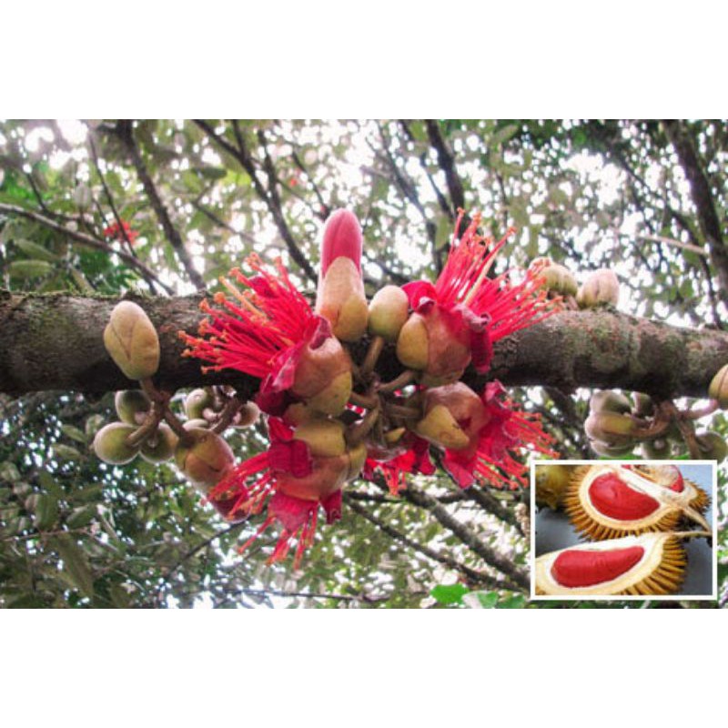 Cây giống sầu riêng ruột đỏ siêu sớm
