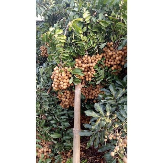 Cây giống nhãn tiêu siêu sai