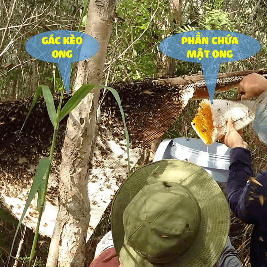 Mật ong ruồi nguyên chất và Mật ong rừng U Minh - Combo 2 Chai 300ml , Mật ong tự nhiên an toàn, OGINBEE