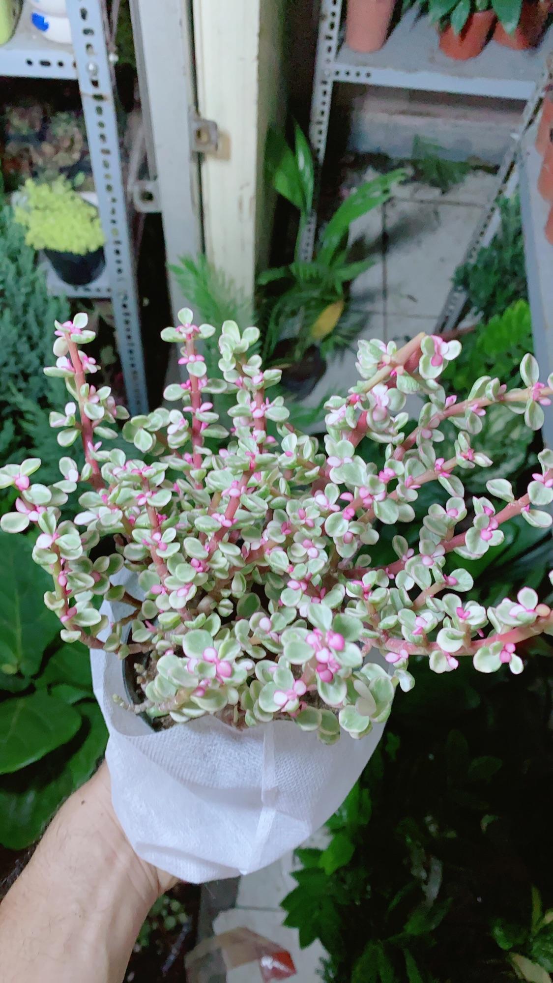 Cây Cành Vàng Lá Ngọc