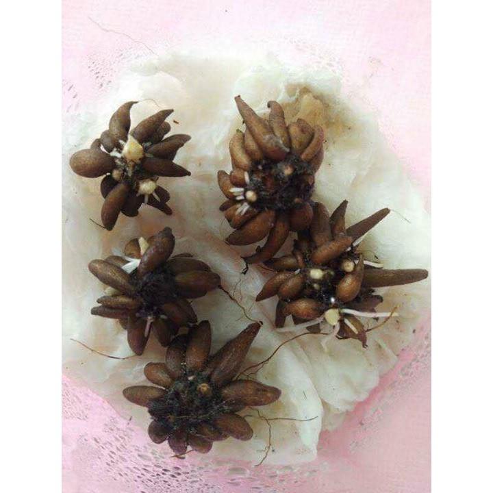 Combo 5 củ giống hoa mao lương mix màu