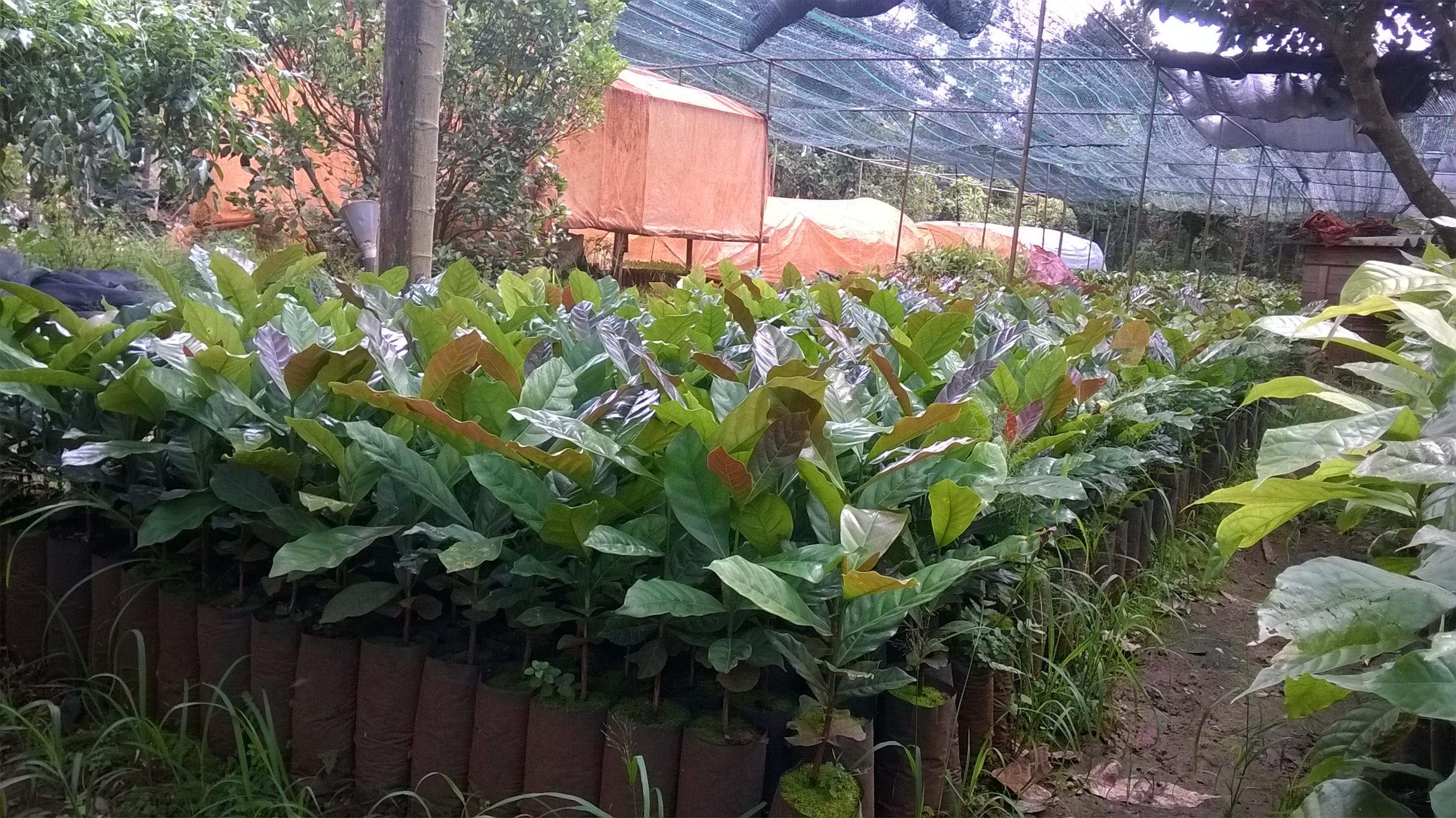 1 Kg Hạt giống Cà Phê vối cao sản TR9 .