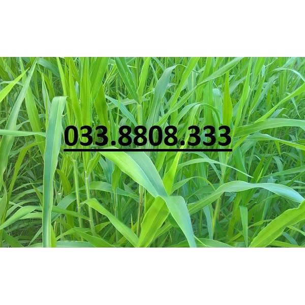 Hạt giống cỏ Ruzi - Cỏ chịu dẫm đạp - Hạt Giống Cỏ Chăn Nuôi Trâu-bò-dê-cừu-cá