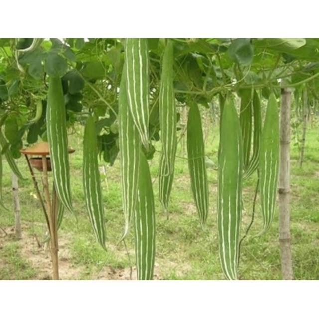 HẠT GIỐNG LẶC LÀY  5gr
