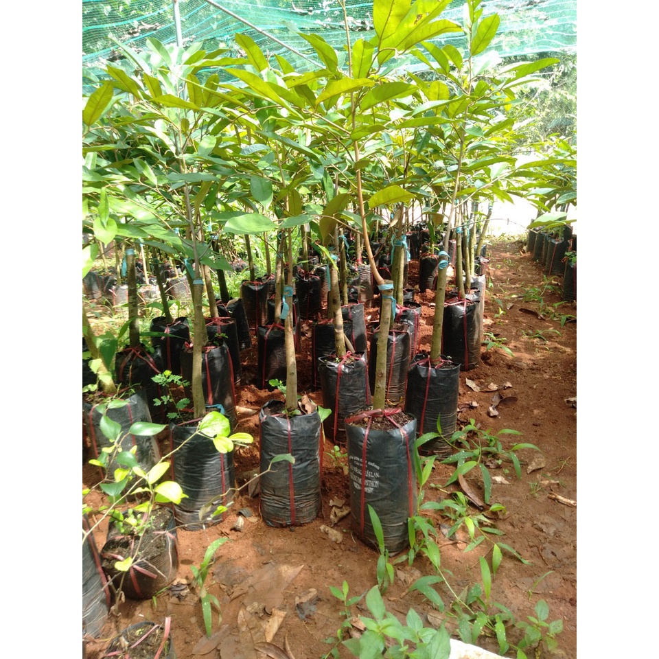 Cây giống sầu riêng dona gốc to 2 năm