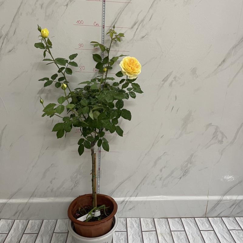 Hoa Hồng Molineux thân gỗ dáng tree