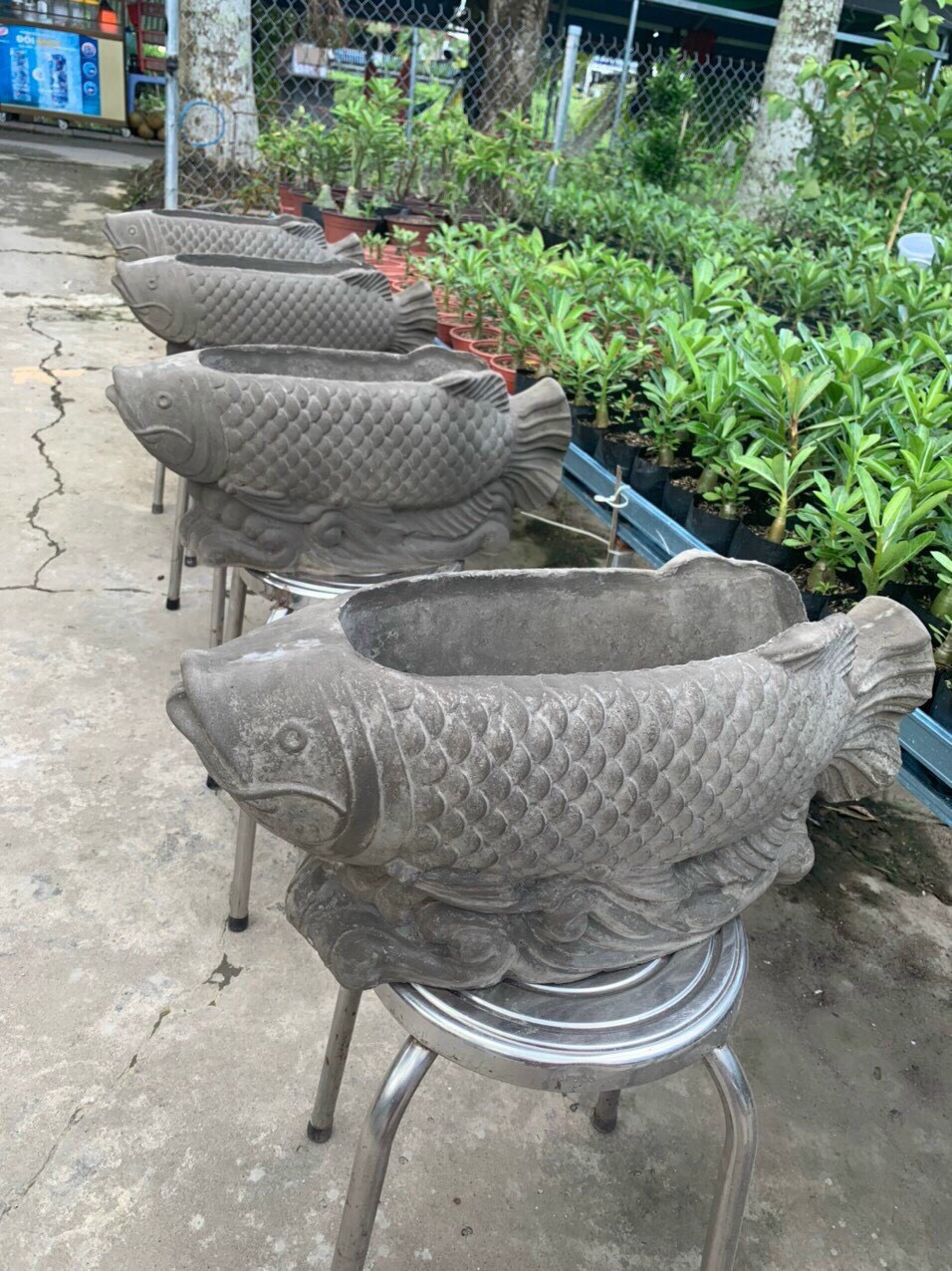 Khuôn đúc chậu cảnh cá chép dài 55 rộng 24 cao 23
