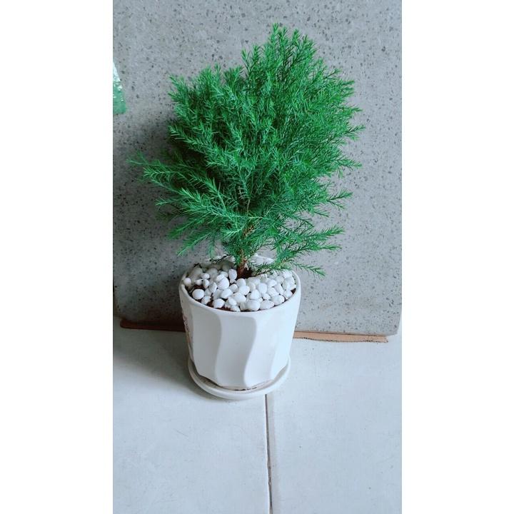 Chậu Cây Tùng Bồng Lai