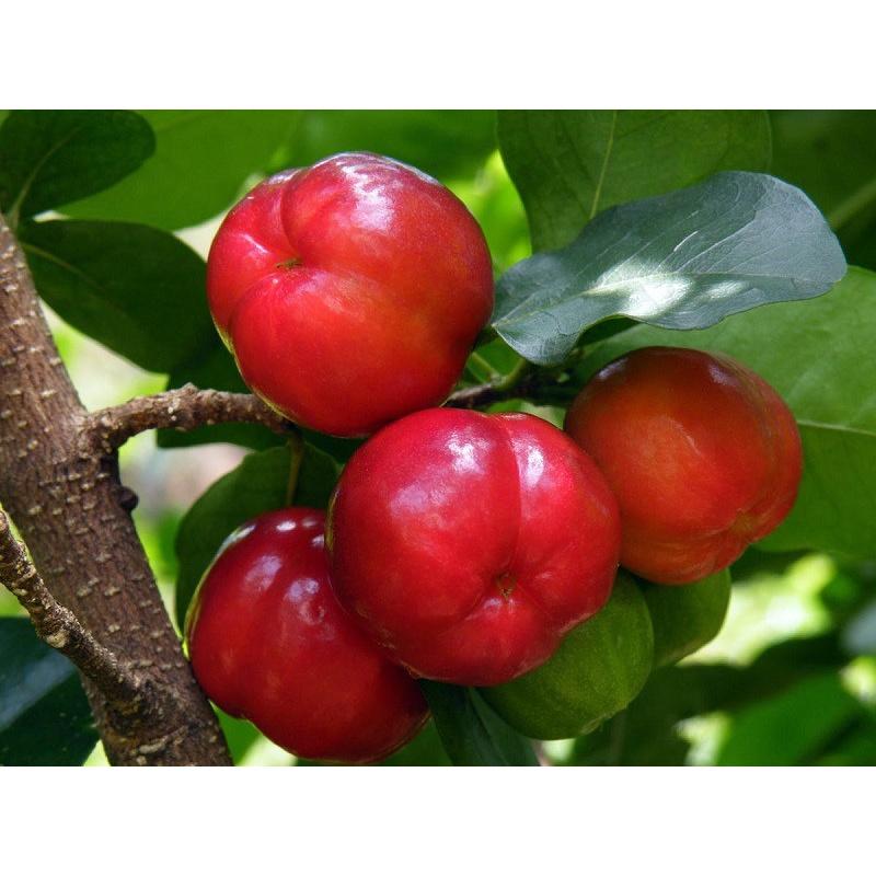 CÂY GIỐNG CÂY SƠ RI THÁI NGỌT- CÂY GIỐNG NHỎ