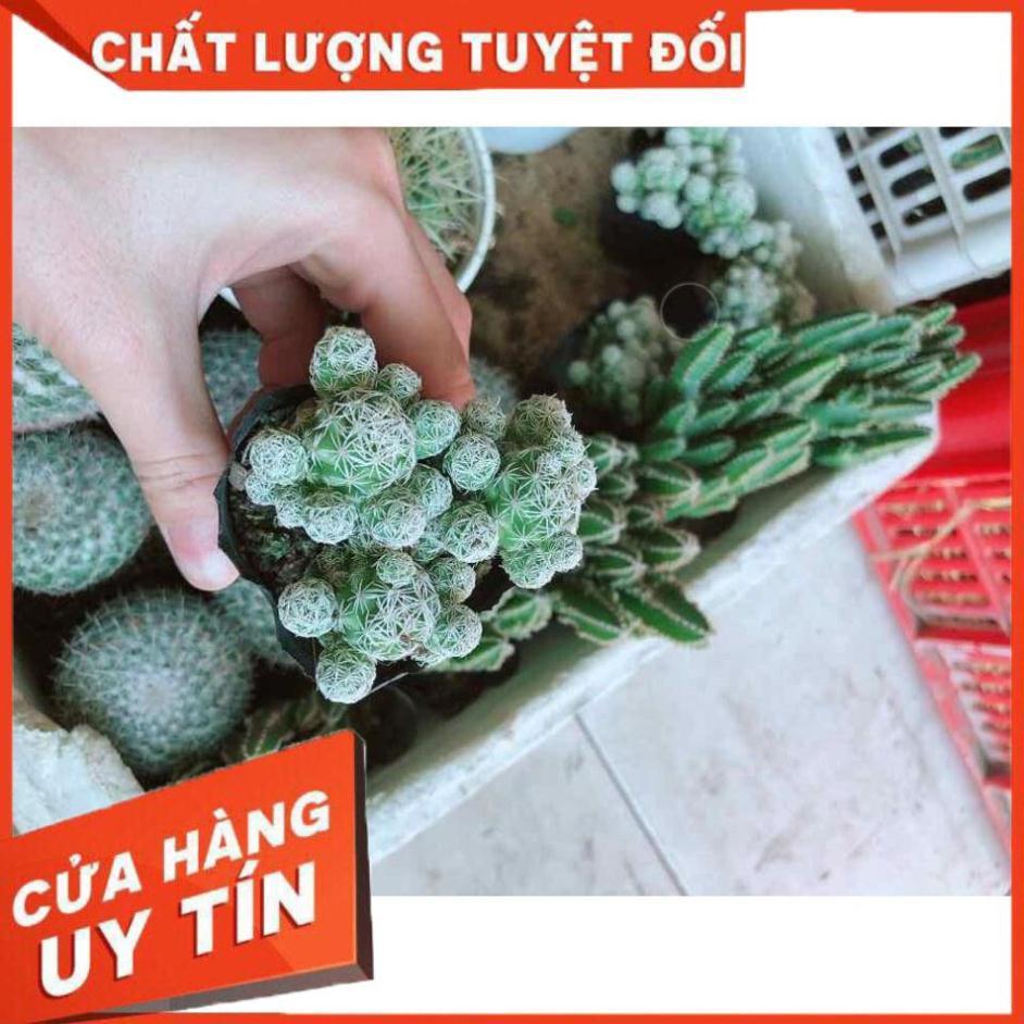 Xương rồng trứng chim kèm chậu Nhiều Người Mua