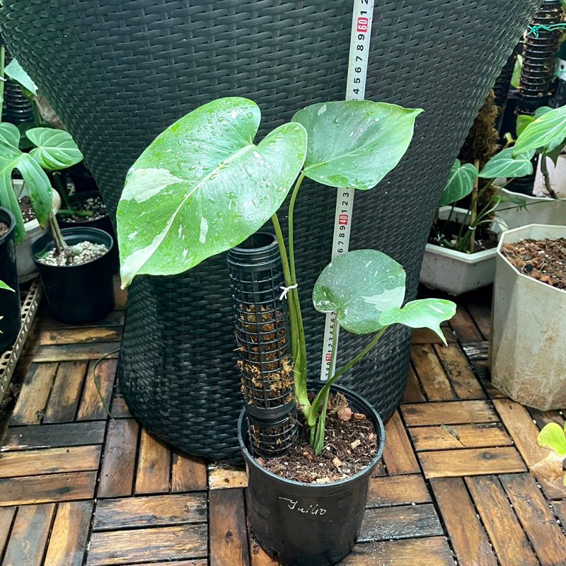 Cây trầu bà kiểng lá Monstera Thai Constellation