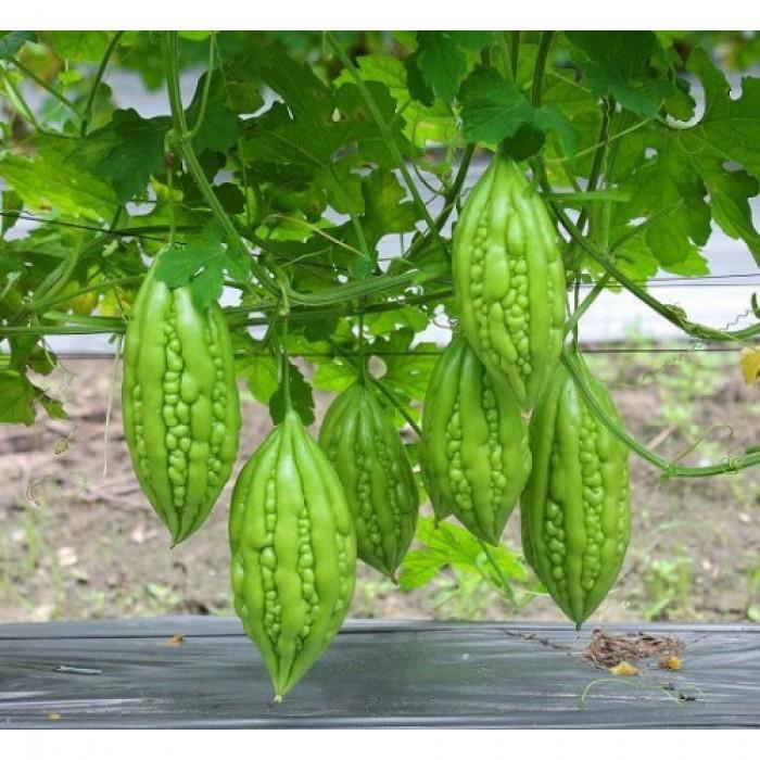 Combo 5 loại hạt giống khổ qua – 5 gói – tặng 1 kích hạt nảy mầm