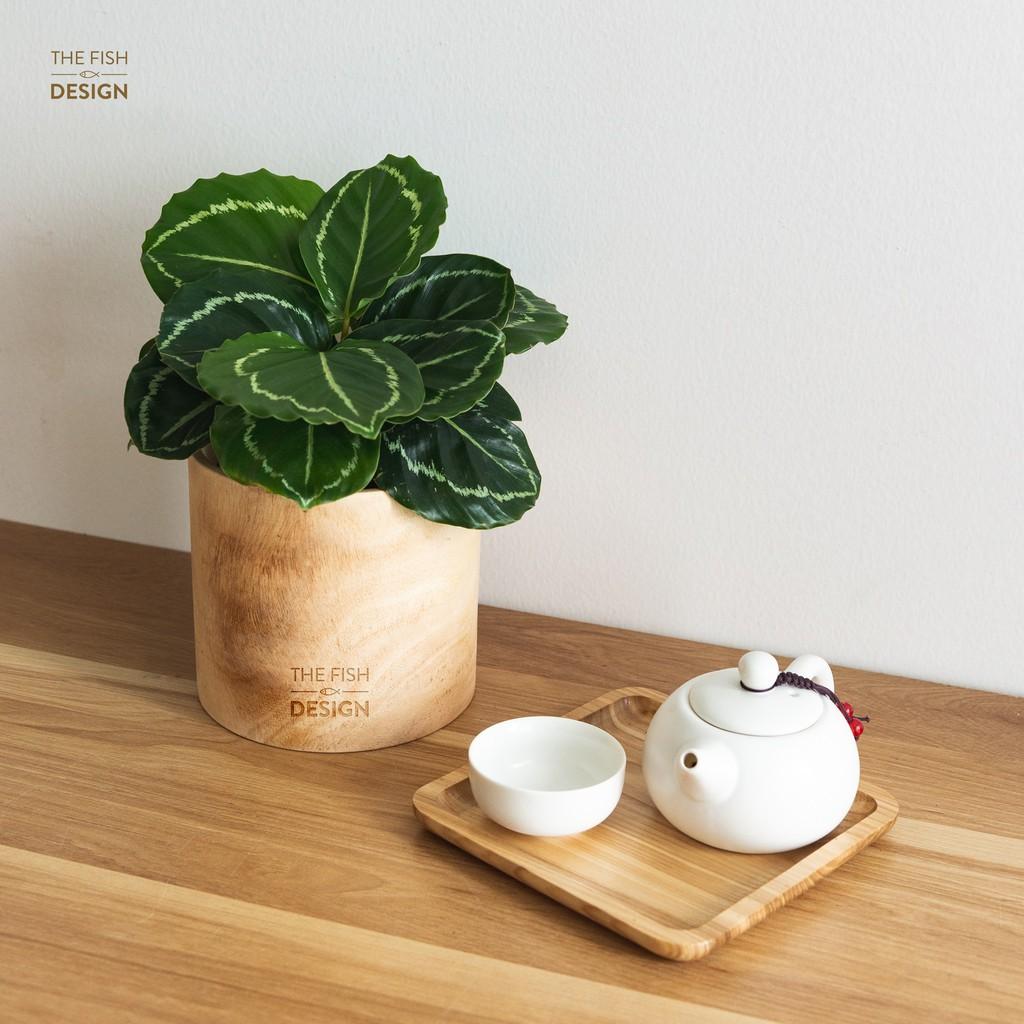 Chậu cây đuôi công vành xanh mang sự tươi mát, tượng trưng cho sự an lành, mạnh mẽ, giúp thu hút tài vận với những gia chủ mệnh mệnh mộc, hỏa | size L | The Fish Design