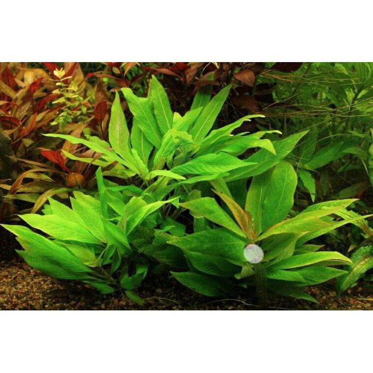Cây Đại Liễu Lùn - 9 ngọn cây thủy sinh lá cạn
