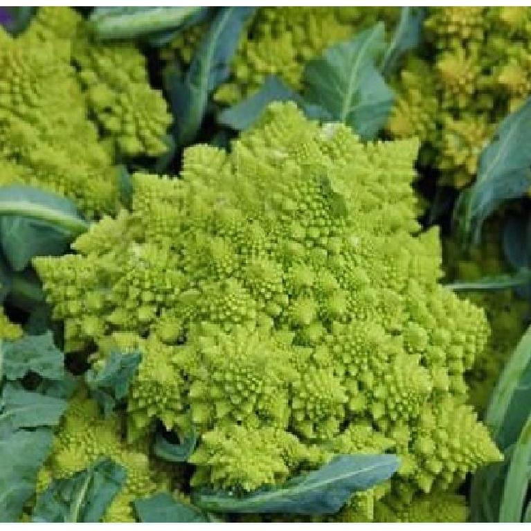 Hạt Giống Súp Lơ San Hô dể trồng f1- gói 20 hạt-tặng kèm gói phân bón lót